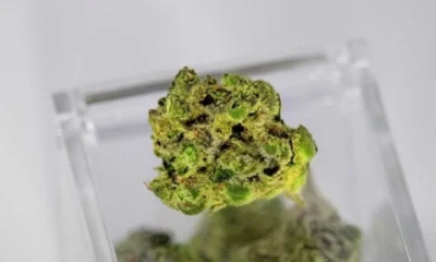 From Raw Plant to Psychoactive Experience: The Journey of THCA to THC