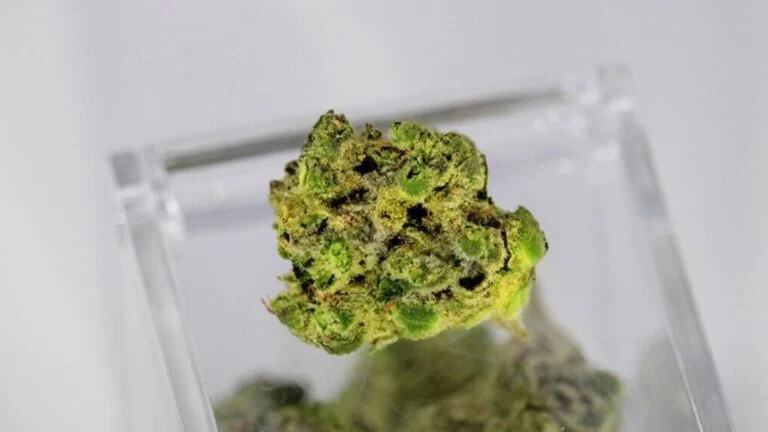 From Raw Plant to Psychoactive Experience: The Journey of THCA to THC