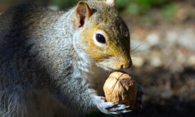 Squirrel: A Complete Guide Words with FAQs and Calculation