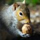 Squirrel: A Complete Guide Words with FAQs and Calculation