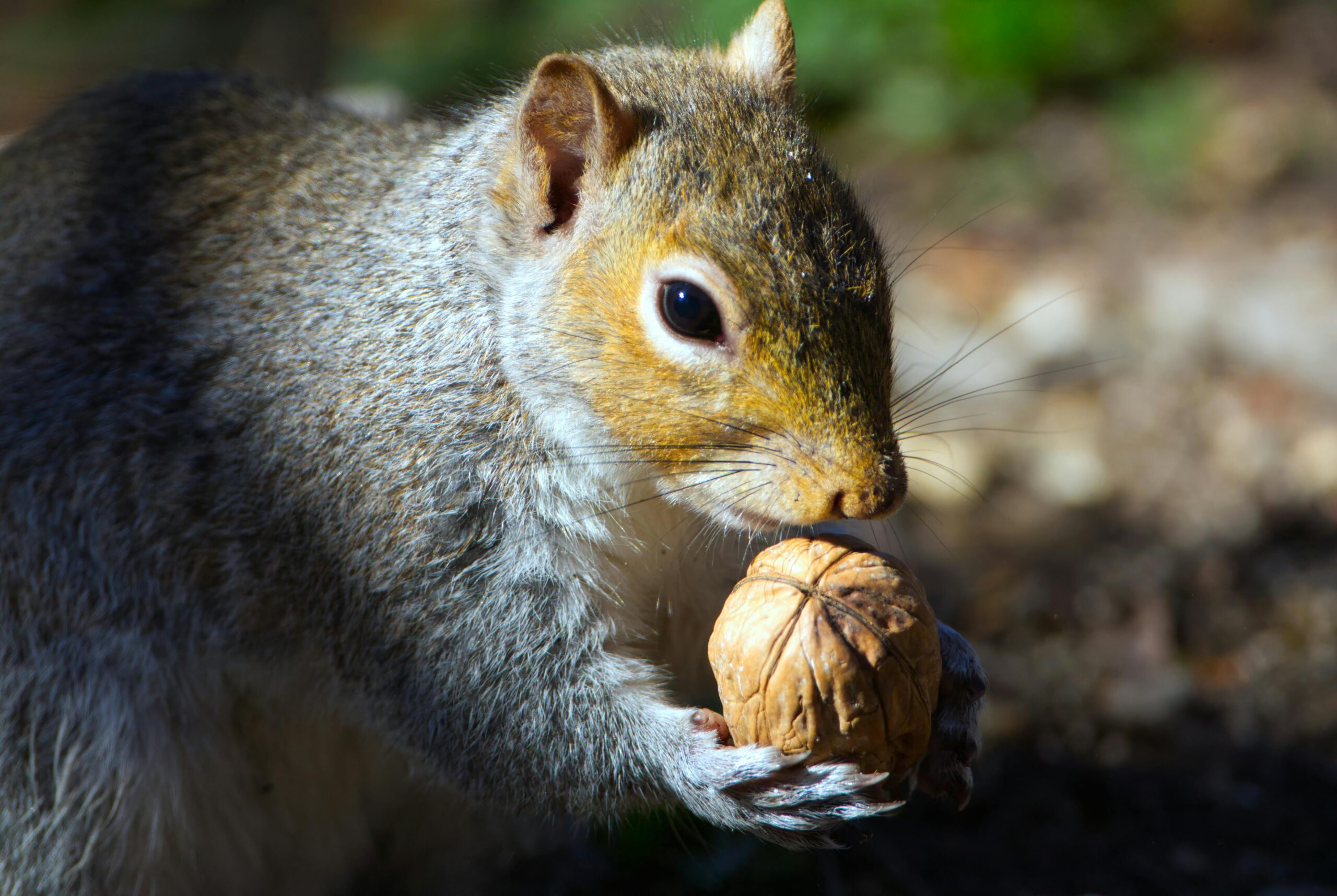 Squirrel: A Complete Guide Words with FAQs and Calculation