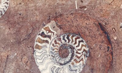 Spirosona: Uses, Benefits, Dosage, and FAQs