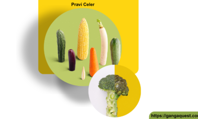 Pravi Celer Explained: The Ultimate Guide to Its Benefits and Uses