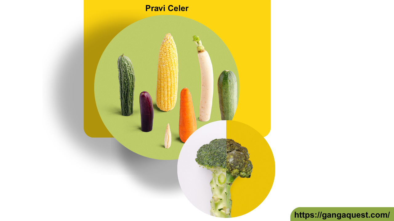 Pravi Celer Explained: The Ultimate Guide to Its Benefits and Uses